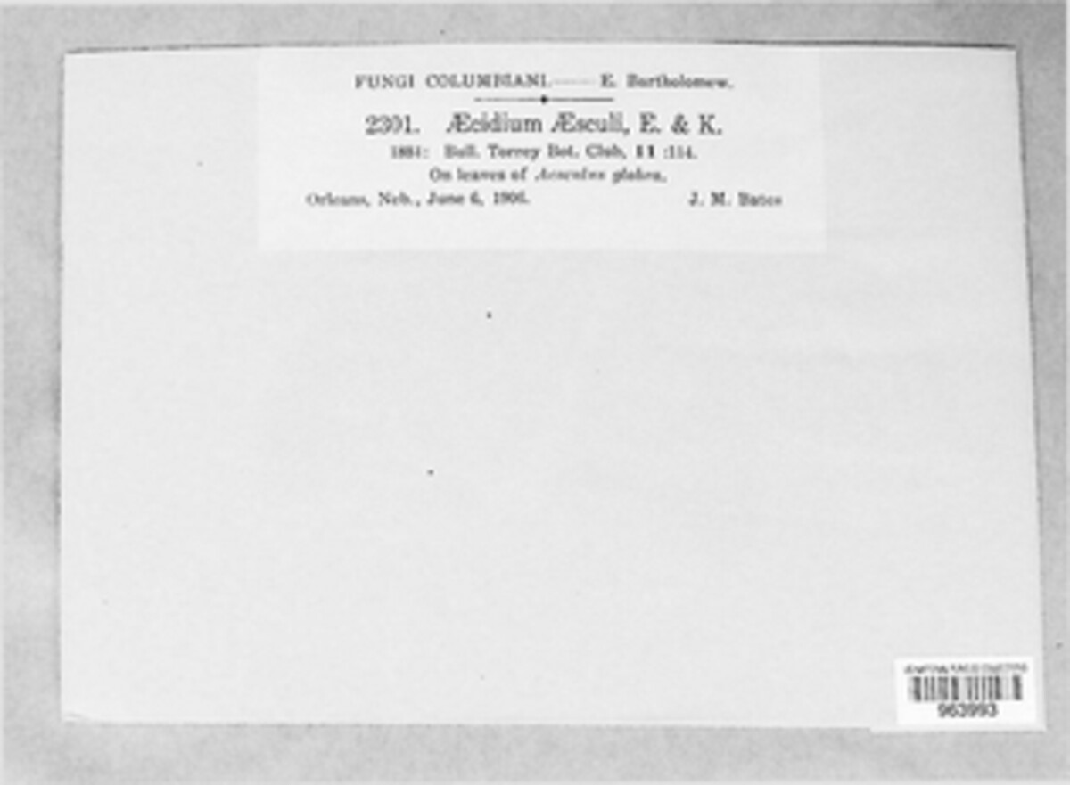 Aecidium aesculi image